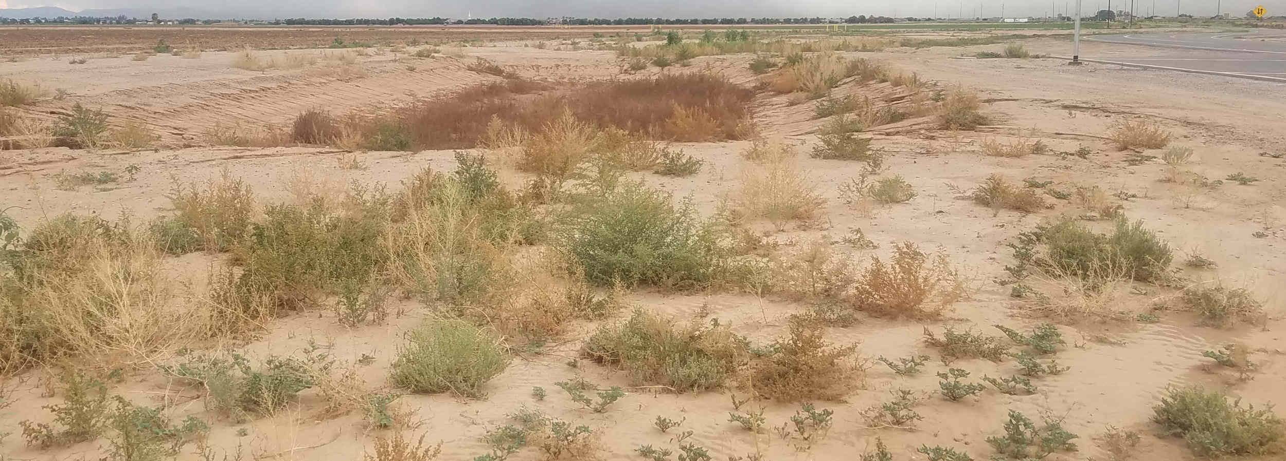 Street Diary Ornamentation